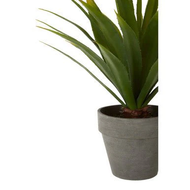 Fiori Agave Succulent - Image 10