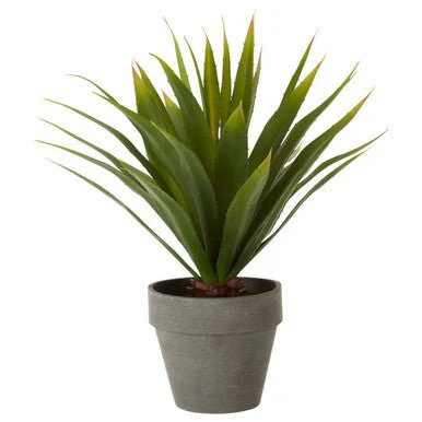 Fiori Agave Succulent - Image 11