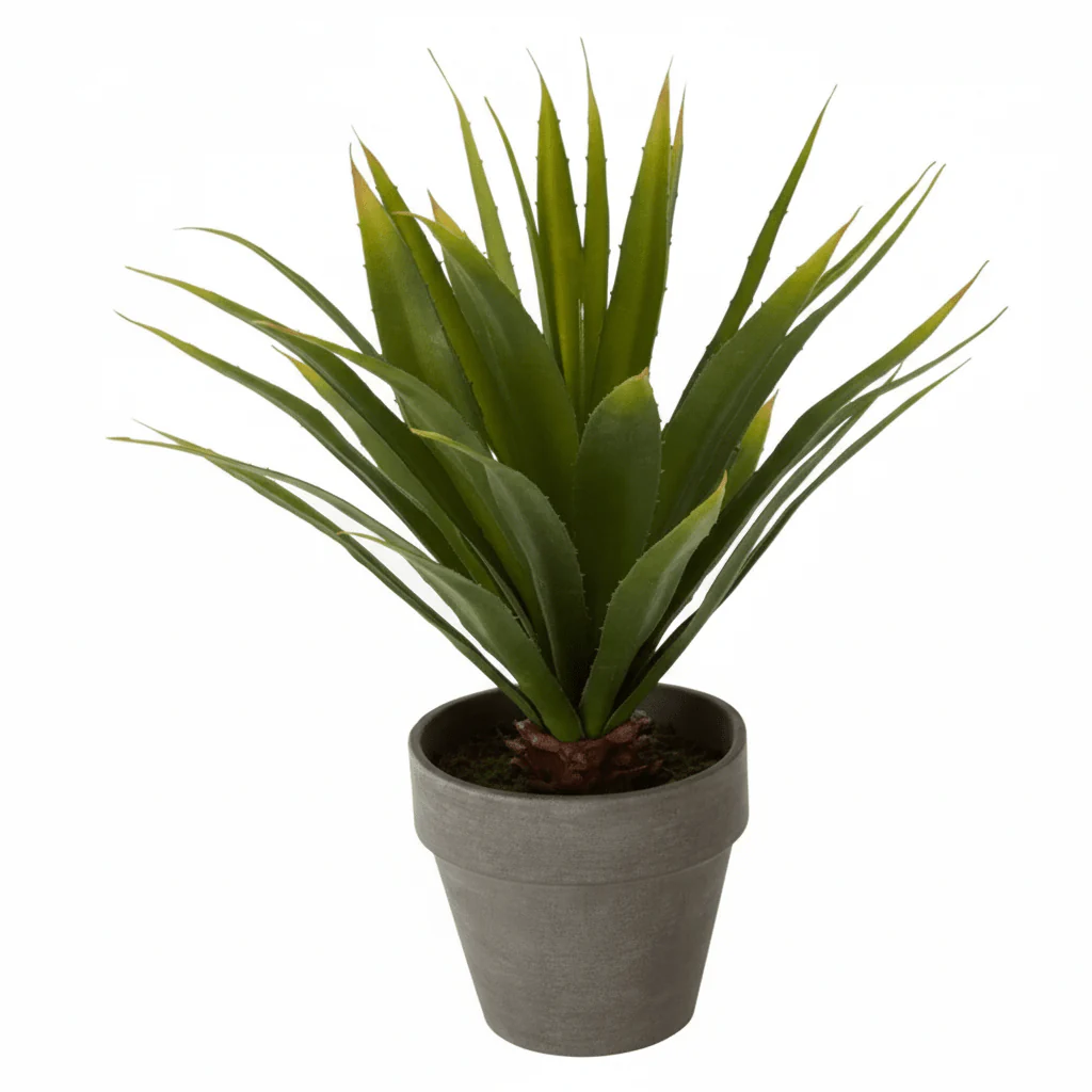 Fiori Agave Succulent - Image 8