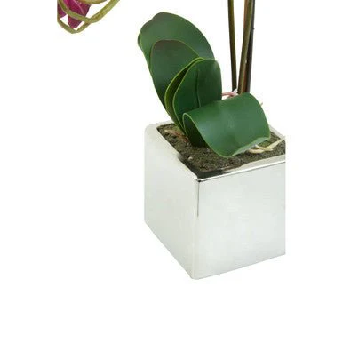 Fiori Aubergine Orchid Plant - Image 13