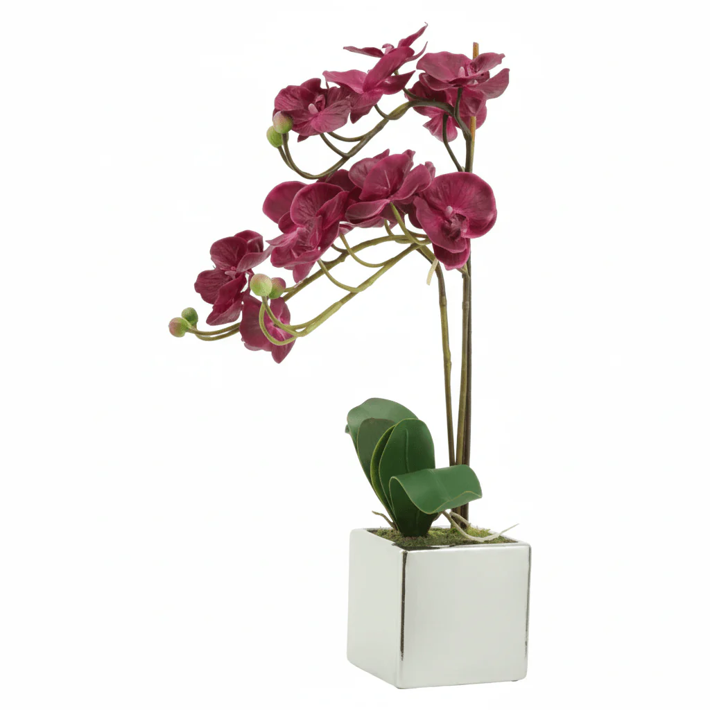 Fiori Aubergine Orchid Plant - Image 6