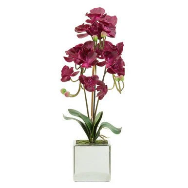 Fiori Aubergine Orchid Plant - Image 7