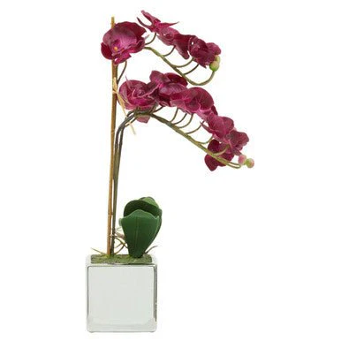 Fiori Aubergine Orchid Plant - Image 8