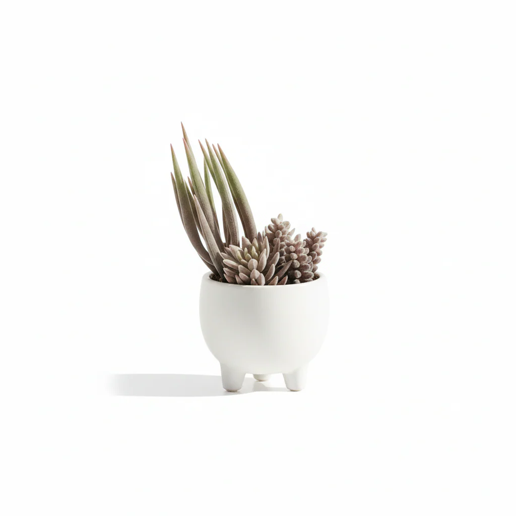Fiori Mixed Succulents In Ceramic Pot - Image 5