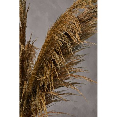 Fiori Pampas Grass Blue Stem - Image 11