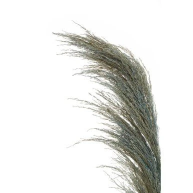 Fiori Pampas Grass Blue Stem - Image 13