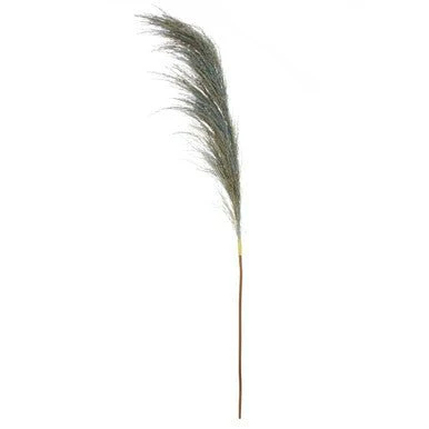 Fiori Pampas Grass Blue Stem - Image 5