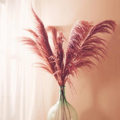 Fiori Pink Stem Pampas Grass - Image 5