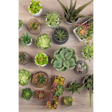 Fiori Set of 3 Succulents in Henna Ceramic Pots - Image 12