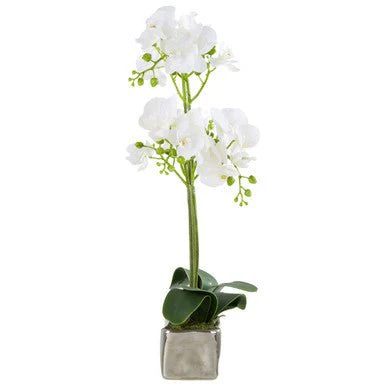 Fiori White Orchid Plant In Rectangular Pot - Image 10