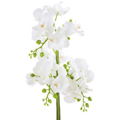 Fiori White Orchid Plant In Rectangular Pot - Image 11
