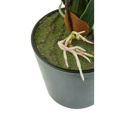 Fiori White Tropical Plant - Image 12