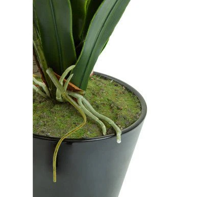 Fiori White Tropical Plant - Image 13